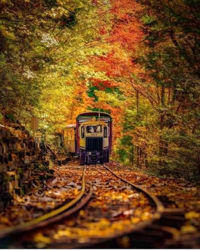 Treni foliage