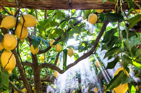 amalfi lemon experience