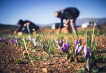 ALLA SCOPERTA DEL VERO ZAFFERANO DI NAVELLI, TRADIZIONE E NATURA DA VIVERE zafferano di Navelli