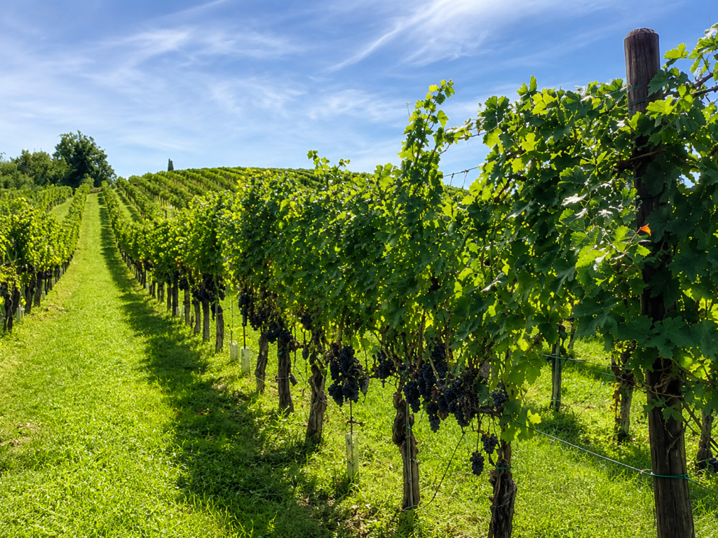 vino